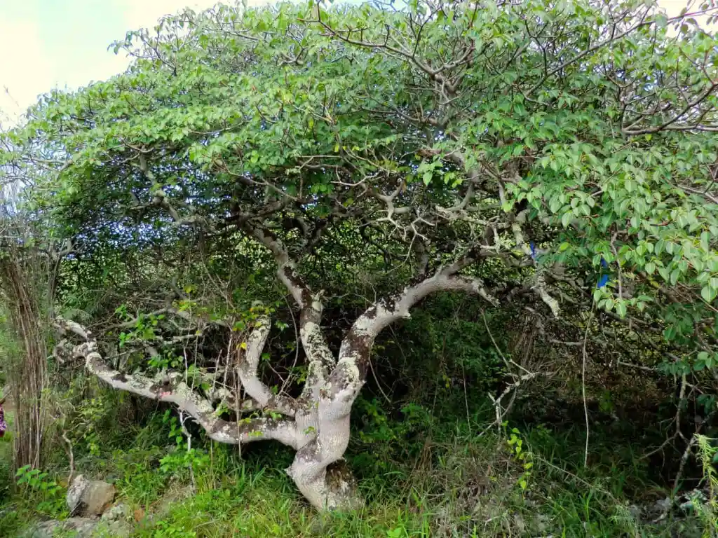 Árbol del Palo Santo